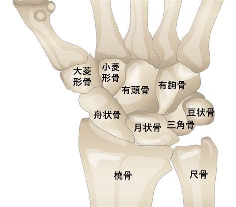 手骨|手根骨や手指の解剖や筋肉をイラストで徹底解説！覚。